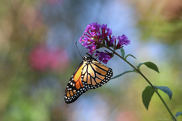 Monarch Butterfly on Purple Butterfly Bush by Trina Ansel Monarch Butterfly on Purple Butterfly Bush by Trina Ansel